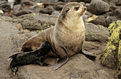 Subantarctic fur Seal nursing baby (Arctocephalus tropicalis), Amsterdam Island, sub-antarctic