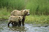Grizzli bear mother and her single cub (Ursus arctos horribilis). Brooks river. Katmai National Park. Alaska, USA