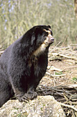 Spectacled bear male (Tremarctos ornatus), captive