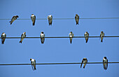 Sand martins gathered on telephones wires (Riparia riparia), France