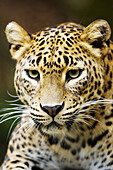 Portait of a female Sri-Lanka leopard captive (Panthera pardus kotiya), Vulnerable specie