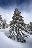 A frozen fir tree in a snow field on Tumalo Mountain, Oregon
