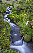 A stream and summer flowers on Mount Rainier