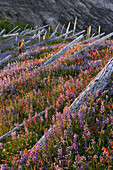 Wildflower field, and fallen trees on Mount Saint Helens