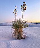 A yucca at sunset in White Sands National Park, New Mexico.