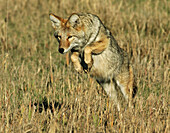 A coyote pouncing on its prey in the Tetons.