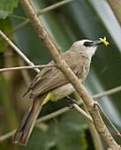 Song bird with flower