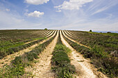 Lavender field