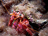 Hermit crab. Alicante province, Comunidad Valenciana, Spain