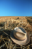 Cornfield. Bavaria. Germany.