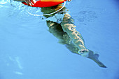 girls lower half of body in swimming pool, with orange lifesaver