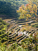 view of rice terraces through the trees, northern Philippines