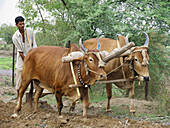 A farmer ploughing a field with pair of bulls by traditional method of agriculture in India. Bhuleshwara, Maharashtra, India.