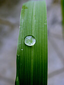 Closeup of a dewdrop on a blade of a Lemon grass (Biological Name: Andropogon citratus). Bhimashankar, Maharashtra, India.