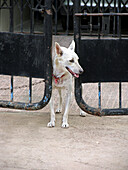 Dog watching on the street from the entrance gate of a house. Ratnagiri, Maharashtra, India.