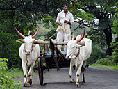 A Man riding on a bullock cart. Nilkantheshwar, Pune, Maharashtra, India.