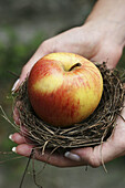 Apple in Nest at Pensione Bencista in Fiesole, Italy