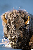 NA, USA, Wyoming, Yellowstone NP, American bison foraging in winter