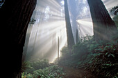 USA, California, Red Woods National Park, Mist in the forest