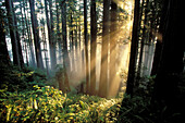 Sunrays shining through forest. Redwoods National Park. California. USA