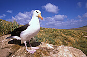 Black Browed Albatross (Thalassarche melanophris) is a large seabird of the Albatros Family Diomedeidae, It is an Endangered species. they are 80-95 cm long with a 200- 235 cm wingspan.
