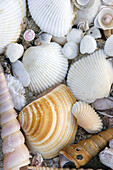 Sea Shells on the beach in the Dolphin bay area, Golf of Thailand