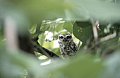 Spotted owlet. Ranthambore National Park. Rajasthan. India.