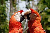 Red macaw.