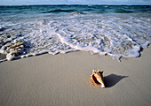 conch shell on the beach with surf