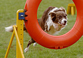 Dog jumping through a ring during an agility competition
