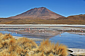 Flamingoes. Hedionda Lagoon, Southwestern Bolivia.