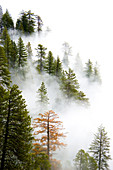 Fog entering Giant Forest in Sequoia National Park, California. USA.