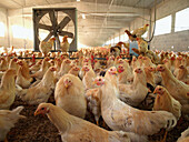 Agriculture, Animal, Animals, Bird, Birds, Color, Colour, Coop, Coops, Crowd, Crowded, Crowds, Daytime, Eat, Eating, Economy, Farm, Farm animals, Farming, Farms, Feed, Feeding, Fowl, Fowls, Hen, Hens, Indoor, Indoors, Interior, Livestock, Many, Poultry, P