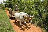 Peasants going to Viñales by cart. Pinar del Río. Cuba.