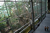 El Bosc Inundat (The Flooded Forest, an indoor Amazonian forest), Cosmocaixa (Museum of Science). Barcelona, Spain