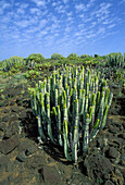 Plants (Euphorbia sp.). Punta Teno Natural Reserve. Tenerife, Canary Islands. Spain