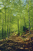 Beeches (Fagus sylvatica) in spring. Montseny Natural Park, Barcelona province. Spain