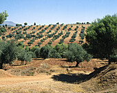 Olive trees, Granada province, Spain