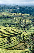 Rice field terraces. Jatuluih, Bali, Indonesia