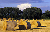 Strohballen auf einem Feld, Elliehausen, Göttingen, Niedersachsen, Deutschland