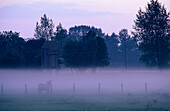 Europe, Germany, Mecklenburg-Western Pomerania, Insel Rügen, near Mursewiek, landscape at dawn