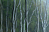 Ghost forest, Nienhagen, Rugen island, Mecklenburg-Western Pomerania, Germany