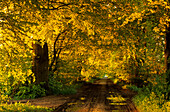 Europe, Germany, Mecklenburg-Western Pommerania, isle of Rügen, Mustizer tree alley, near Zirkow