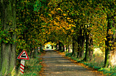 Europe, Germany, Mecklenburg-Western Pommerania, isle of Rügen, avenue of trees near Lancken-Granitz