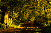 Europe, Germany, Mecklenburg-Western Pommerania, isle of Rügen, Mustizer tree alley, near Zirkow