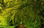 Europe, Germany, Mecklenburg-Western Pommerania, isle of Rügen, Mustizer tree alley, near Zirkow