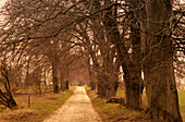 Europe, Germany, Mecklenburg-Western Pommerania, isle of Rügen, Mustizer tree alley, near Zirkow