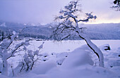 Europe, Germany, Bavaria, near Grainau, snow coverd trees on the frozen up Eibsee with Bavarian Alps