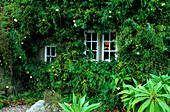 Europa, England, Cornwall, cornisches Cottage