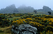 Europe, Great Britain, England, Devon, Dartmoor, landscape near Manaton